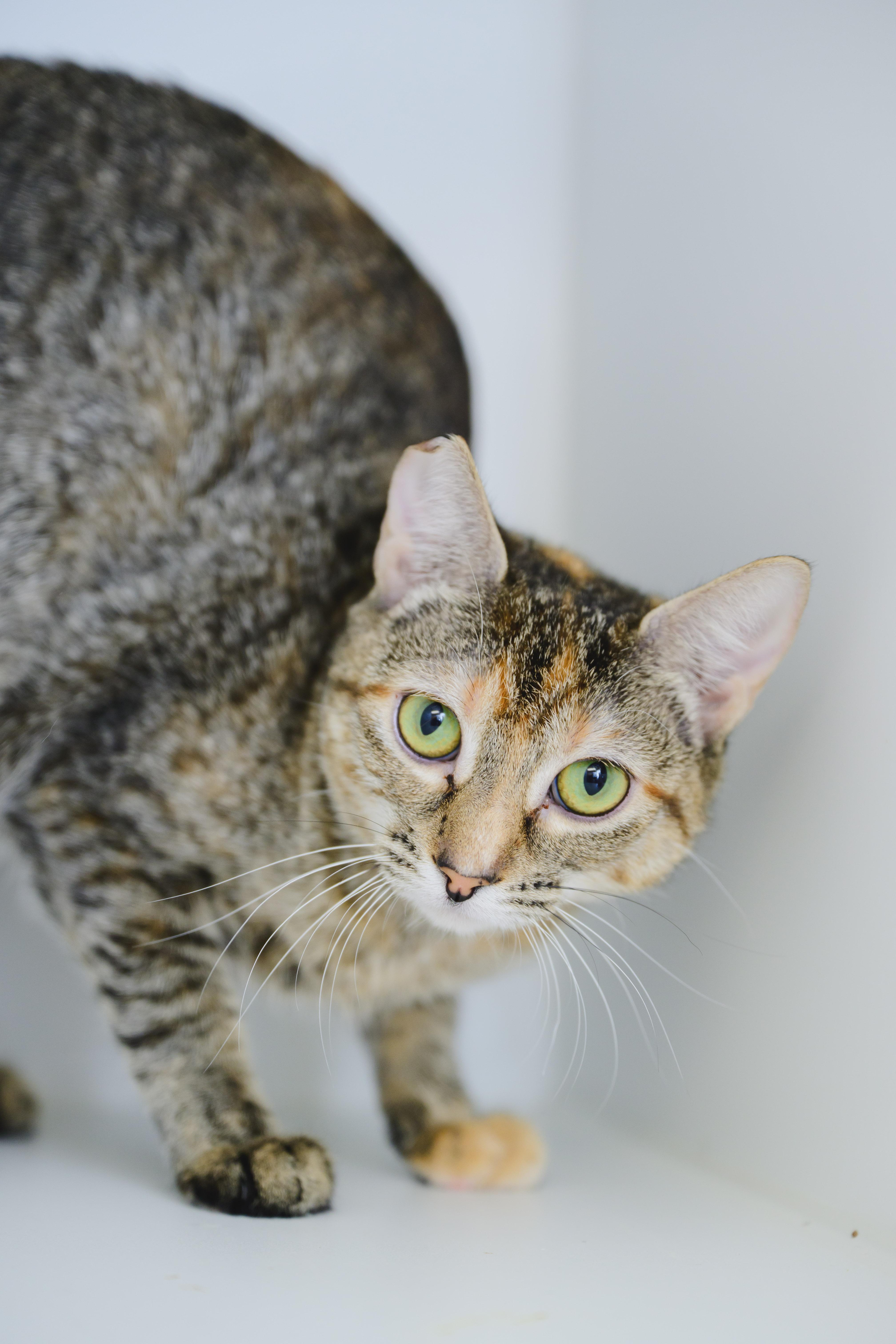 Cloud, a Adoptable Domestic Short Hair in Honolulu, HI image 2/4