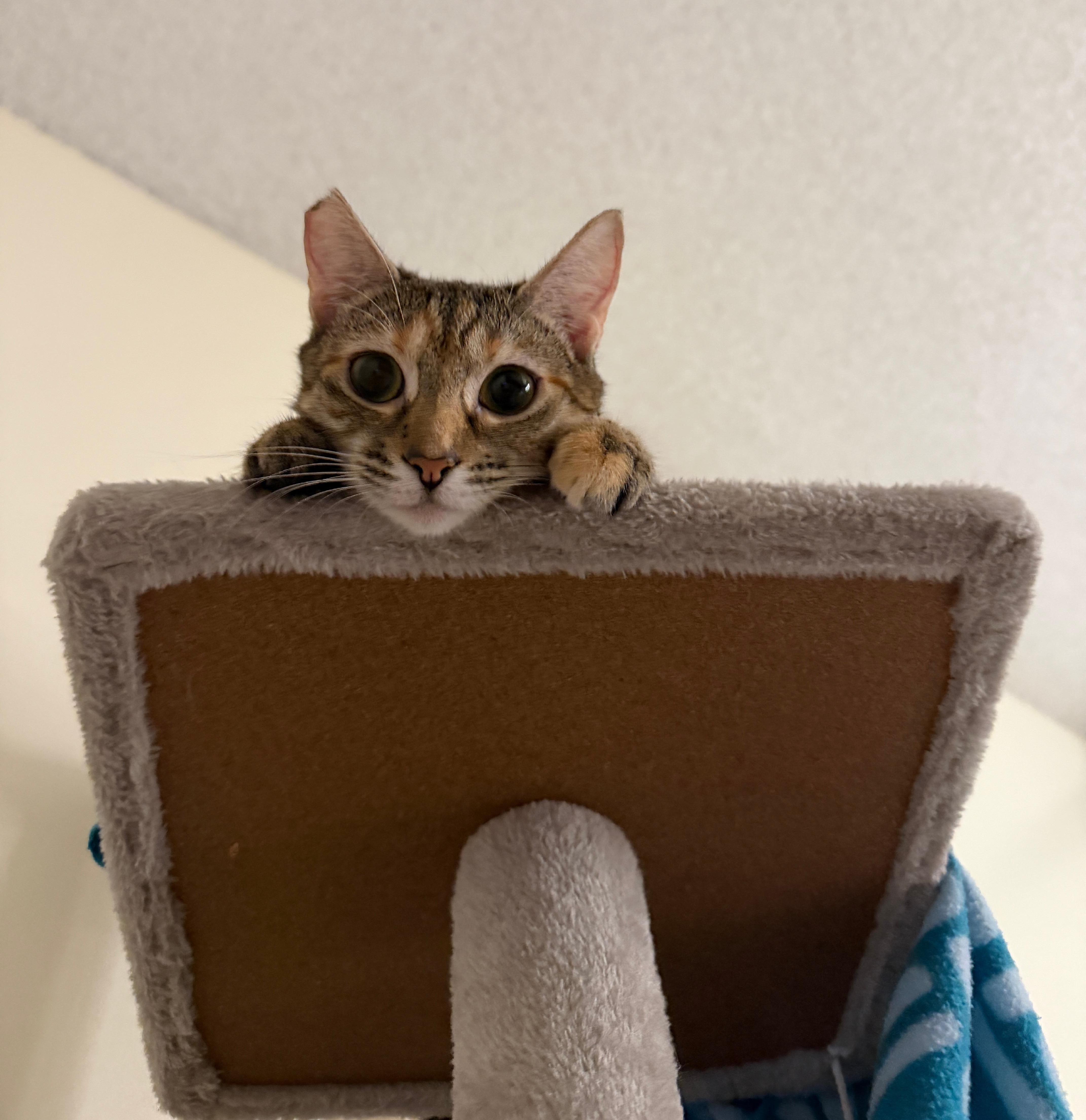 Cloud, a Adoptable Domestic Short Hair in Honolulu, HI image 3/4