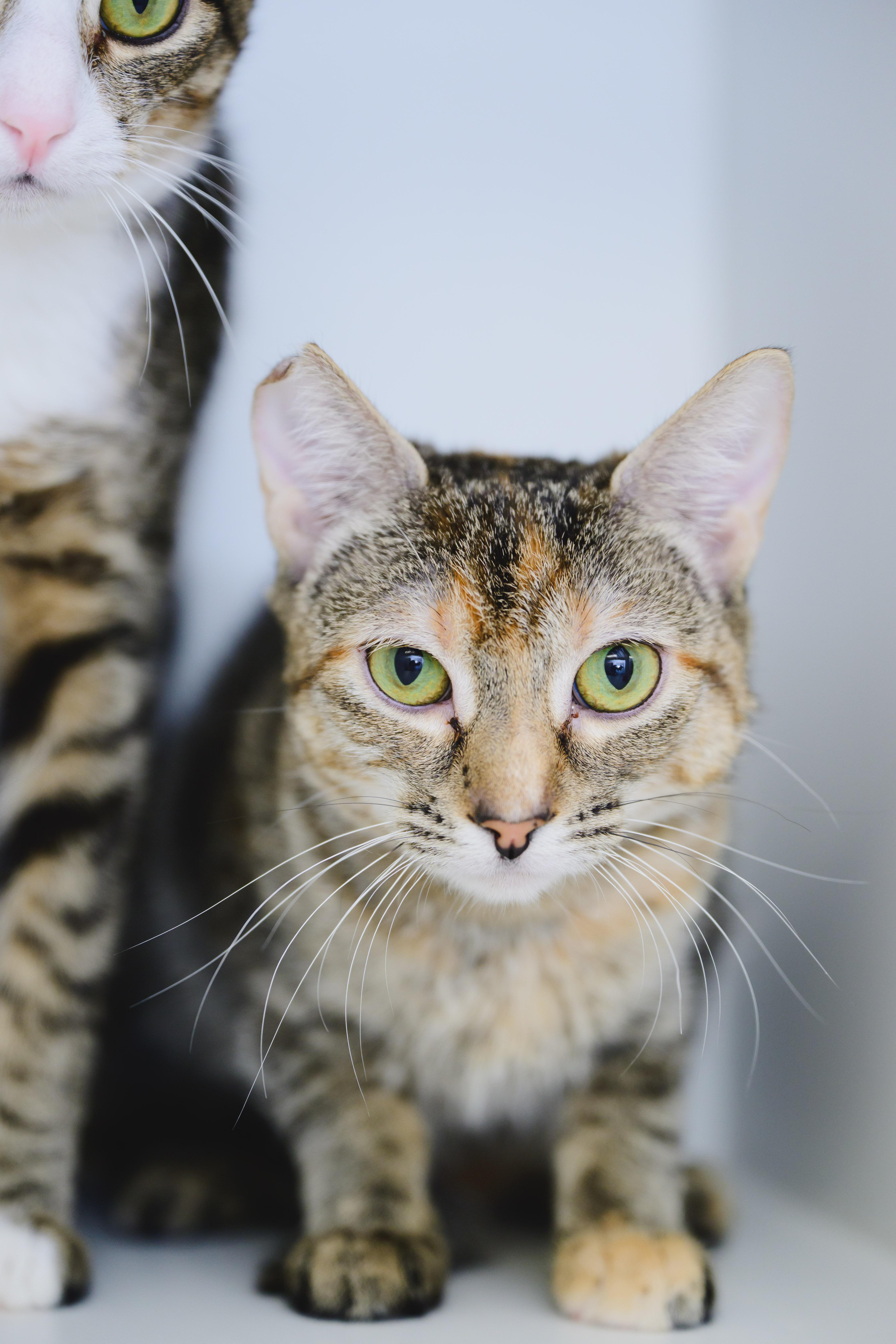 Cloud, a Adoptable Domestic Short Hair in Honolulu, HI image 4/4