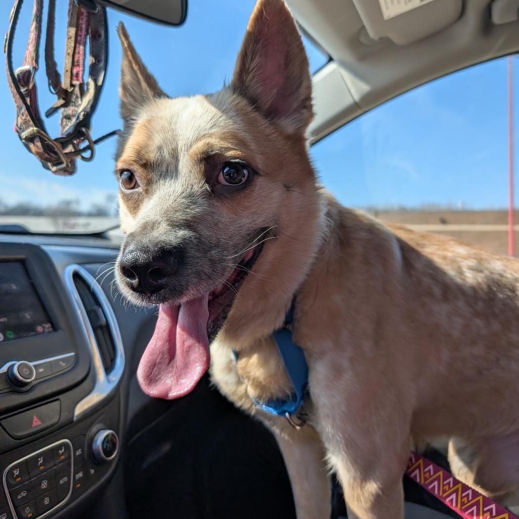 Enlarge Sans, a Adoptable Mixed Breed in DeKalb, IL image 1/6