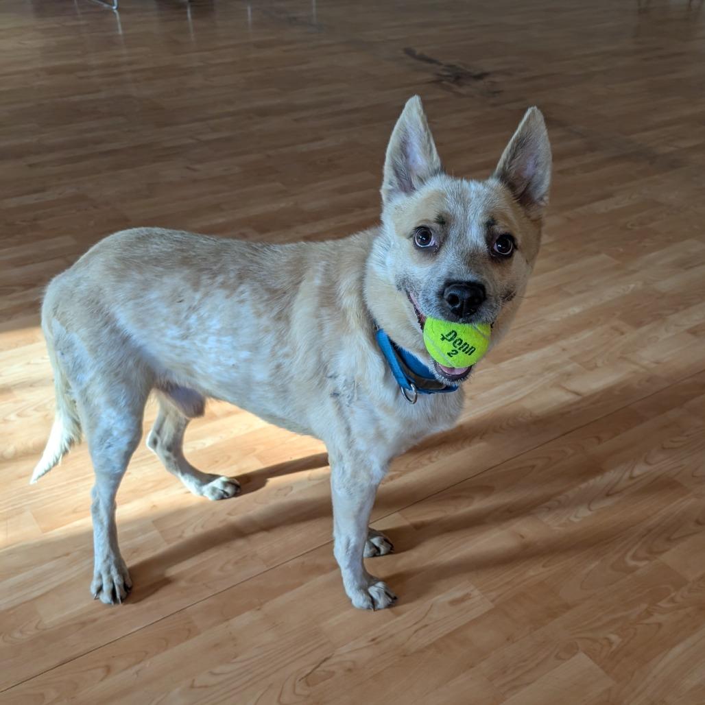 Enlarge Sans, a Adoptable Mixed Breed in DeKalb, IL image 5/6
