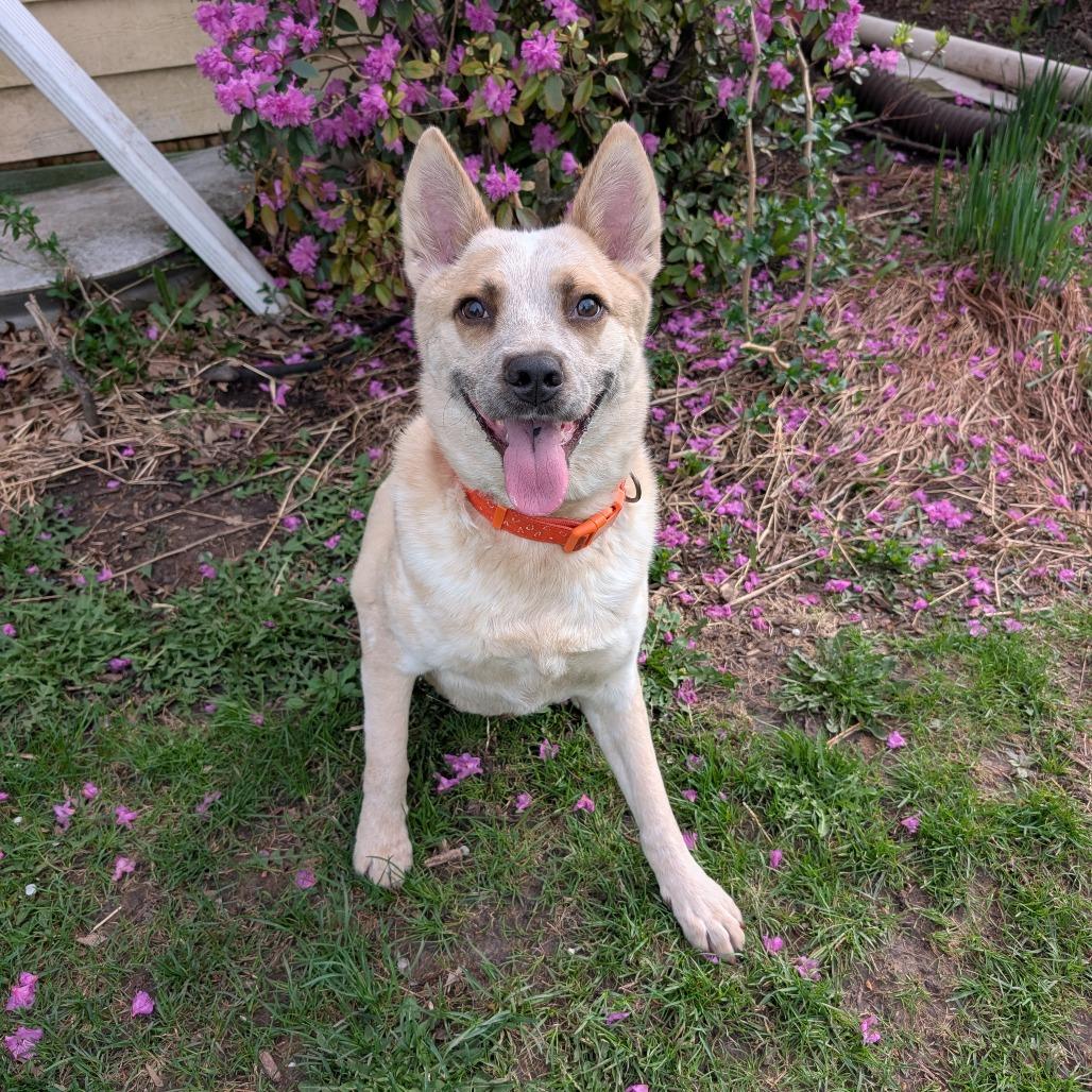 Enlarge Sans, a Adoptable Mixed Breed in DeKalb, IL image 6/6