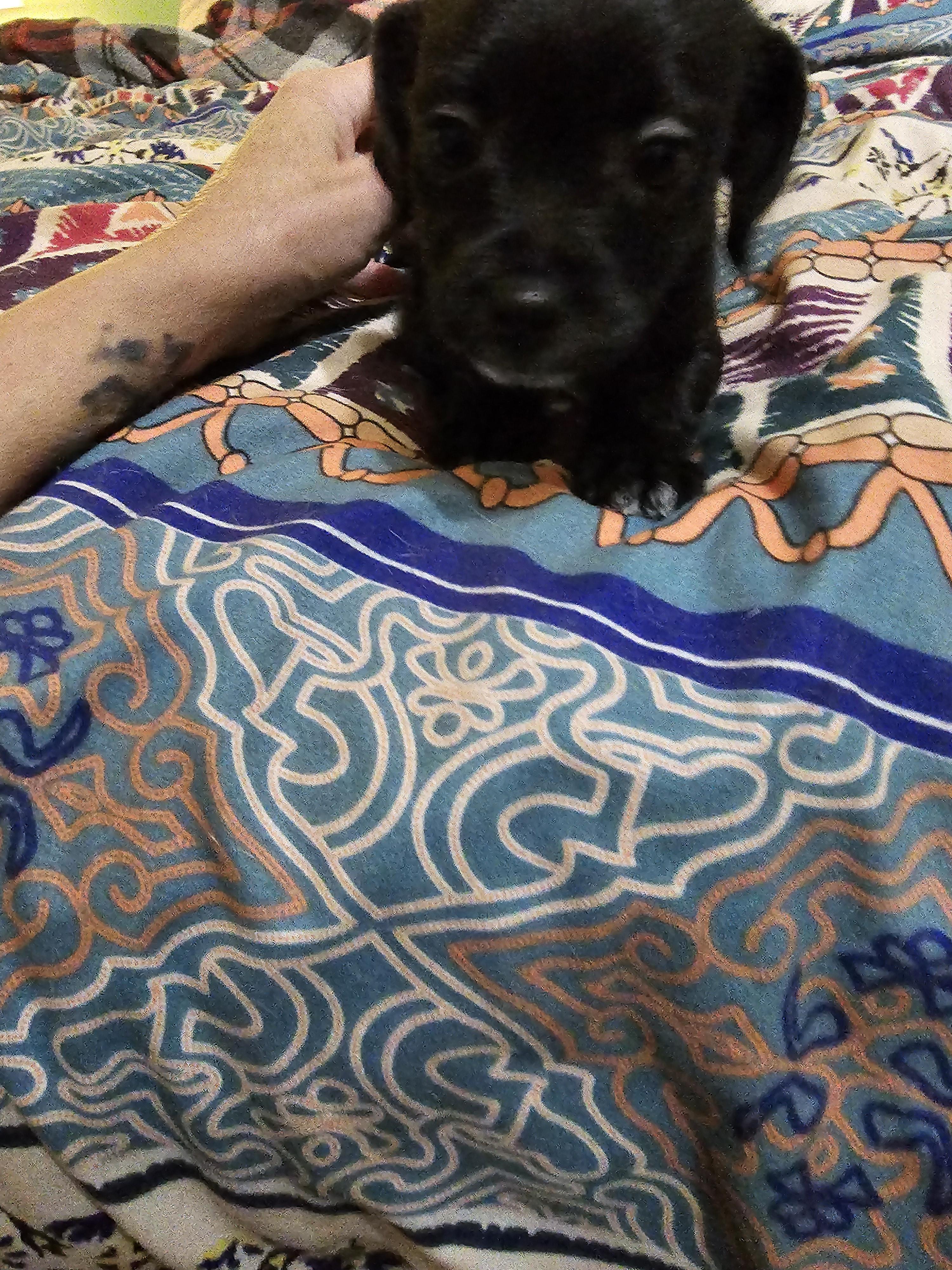 Lotti , an adopted mixed breed in Clovis, NM image 5/5