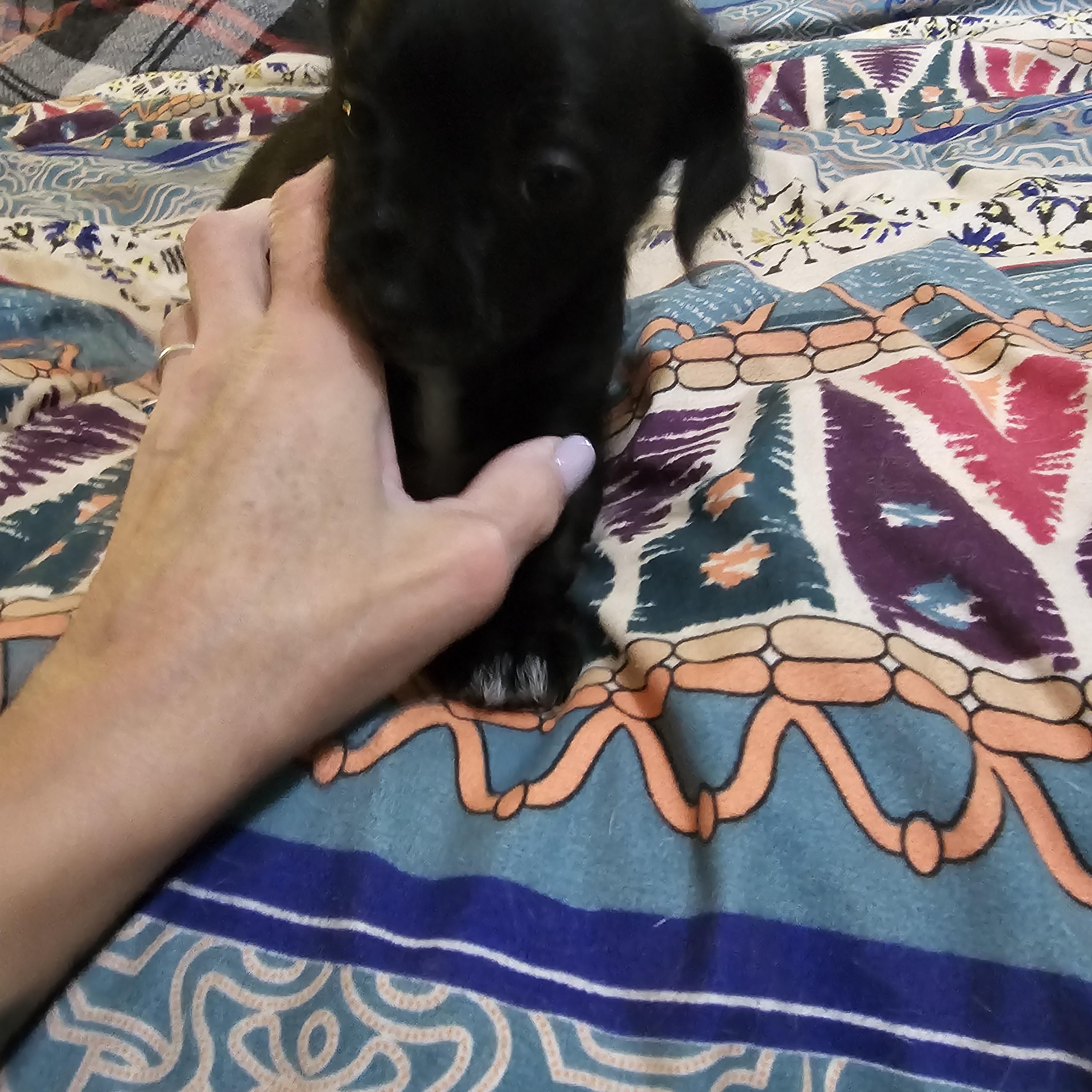 Lotti , an adopted mixed breed in Clovis, NM image 2/5