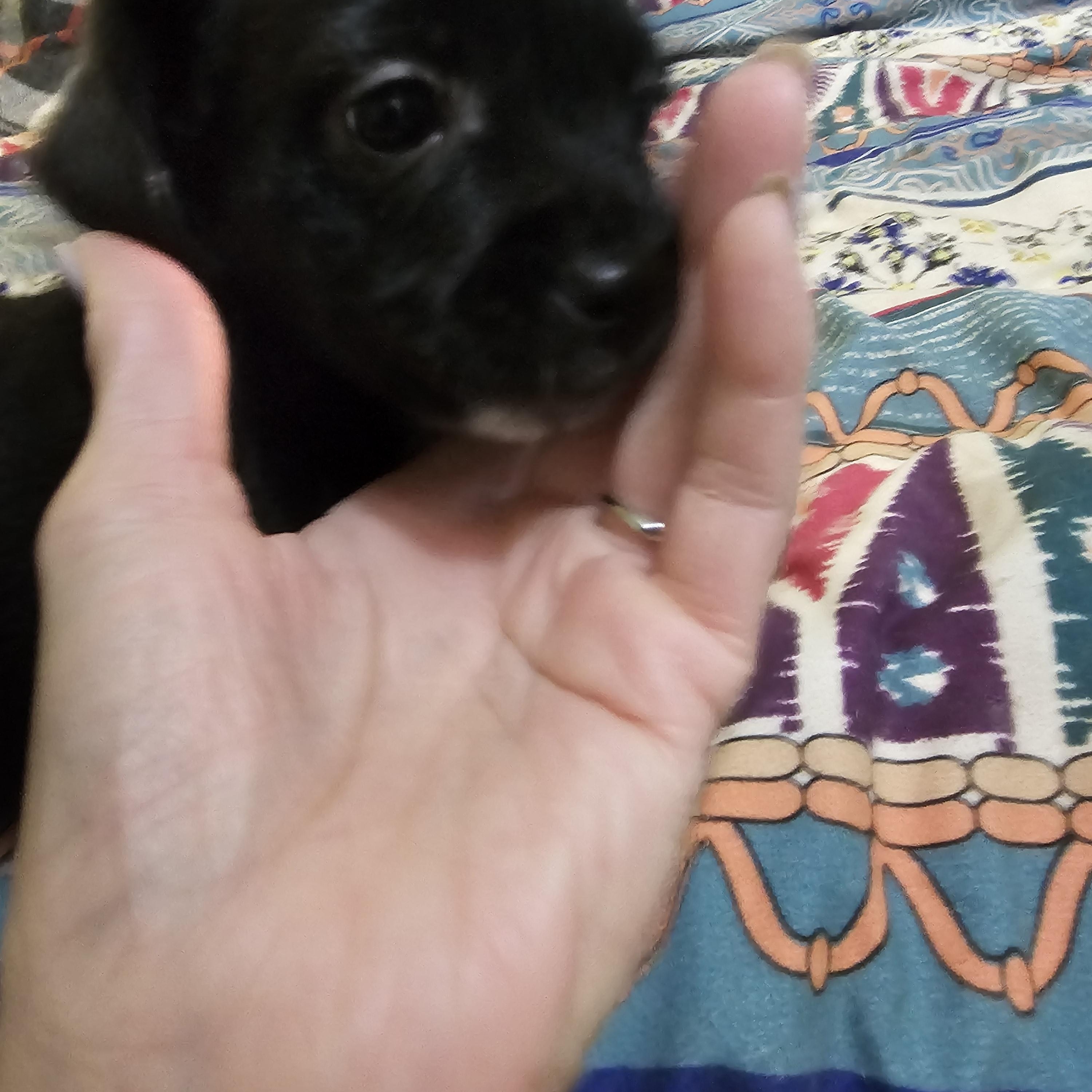 Lotti , adopted, Puppy Female Yorkie Poo & Mixed Breed.