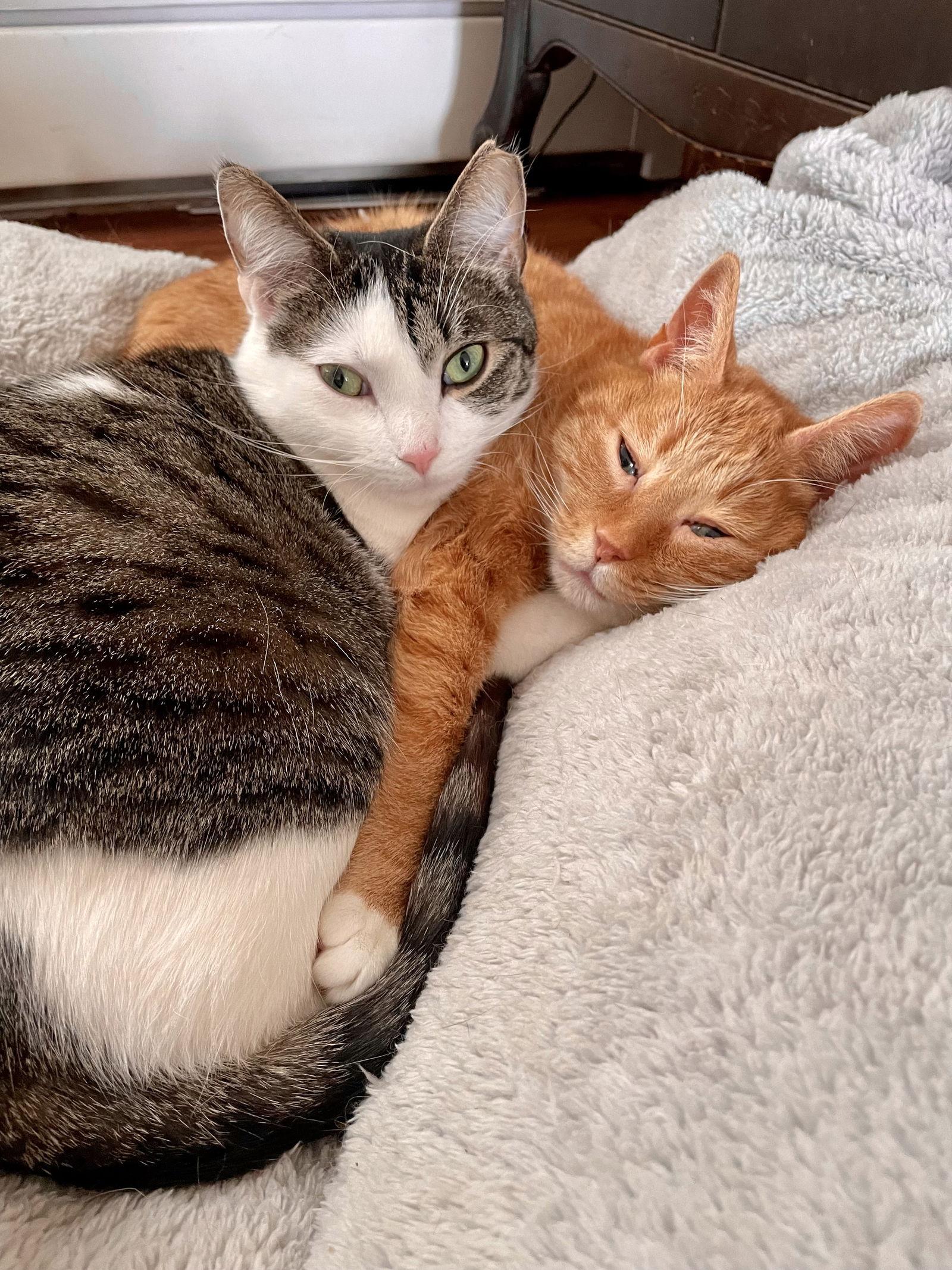 Rosie and Minnie- The Bonded pair, Adoptable, Adult Female Domestic Short Hair.