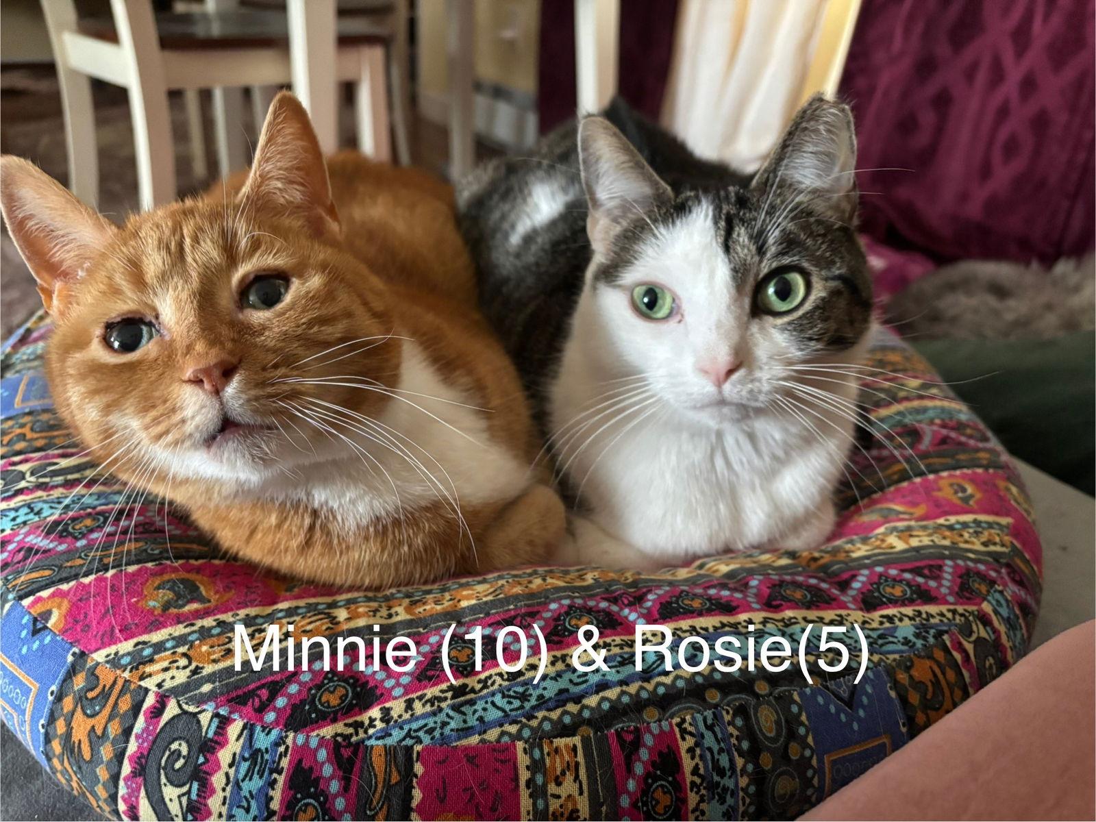 Enlarge Rosie and Minnie- The Bonded pair, a Adoptable Domestic Short Hair in Tonawanda, NY image 2/3