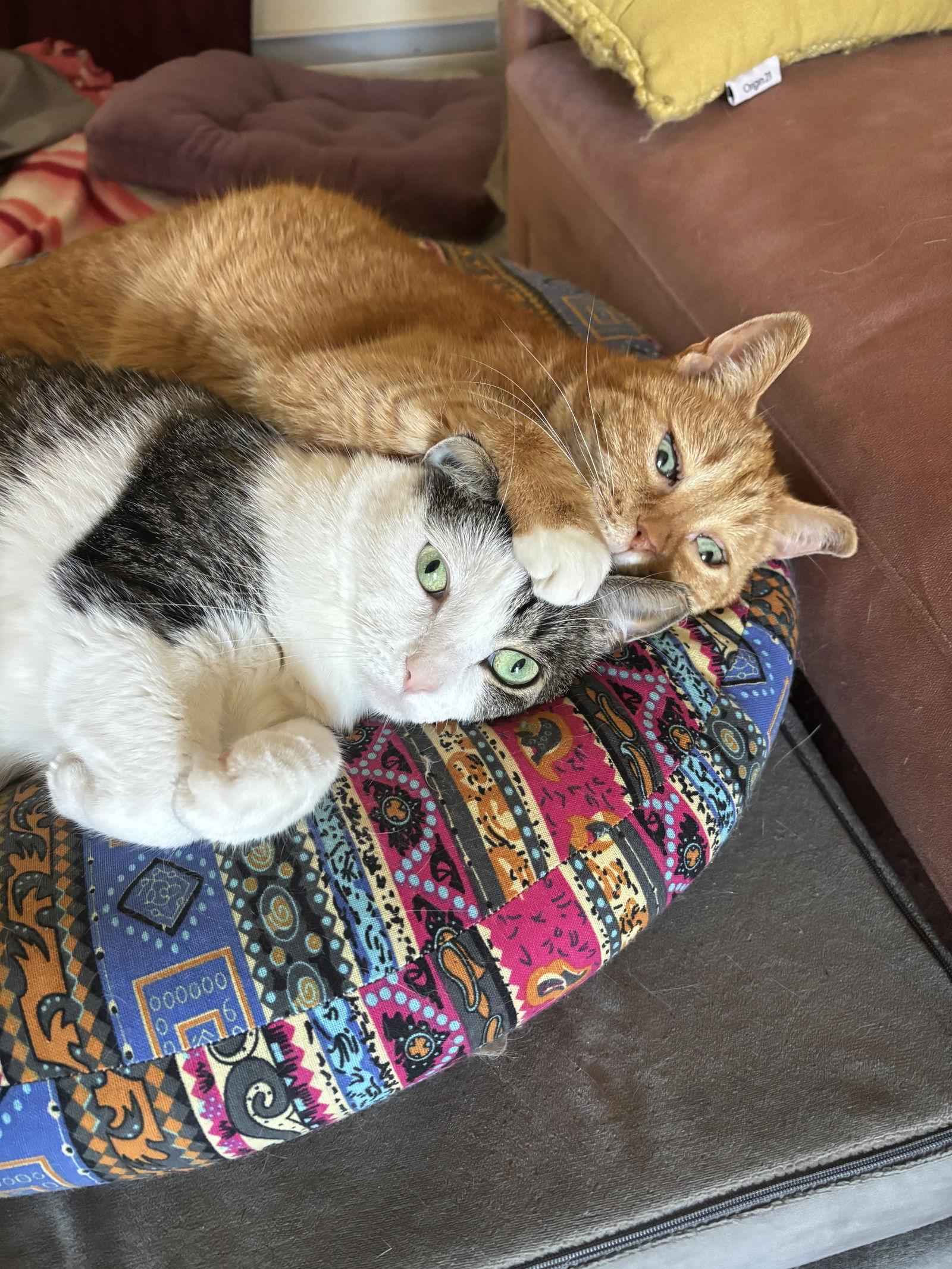 Enlarge Rosie and Minnie- The Bonded pair, a Adoptable Domestic Short Hair in Tonawanda, NY image 3/3