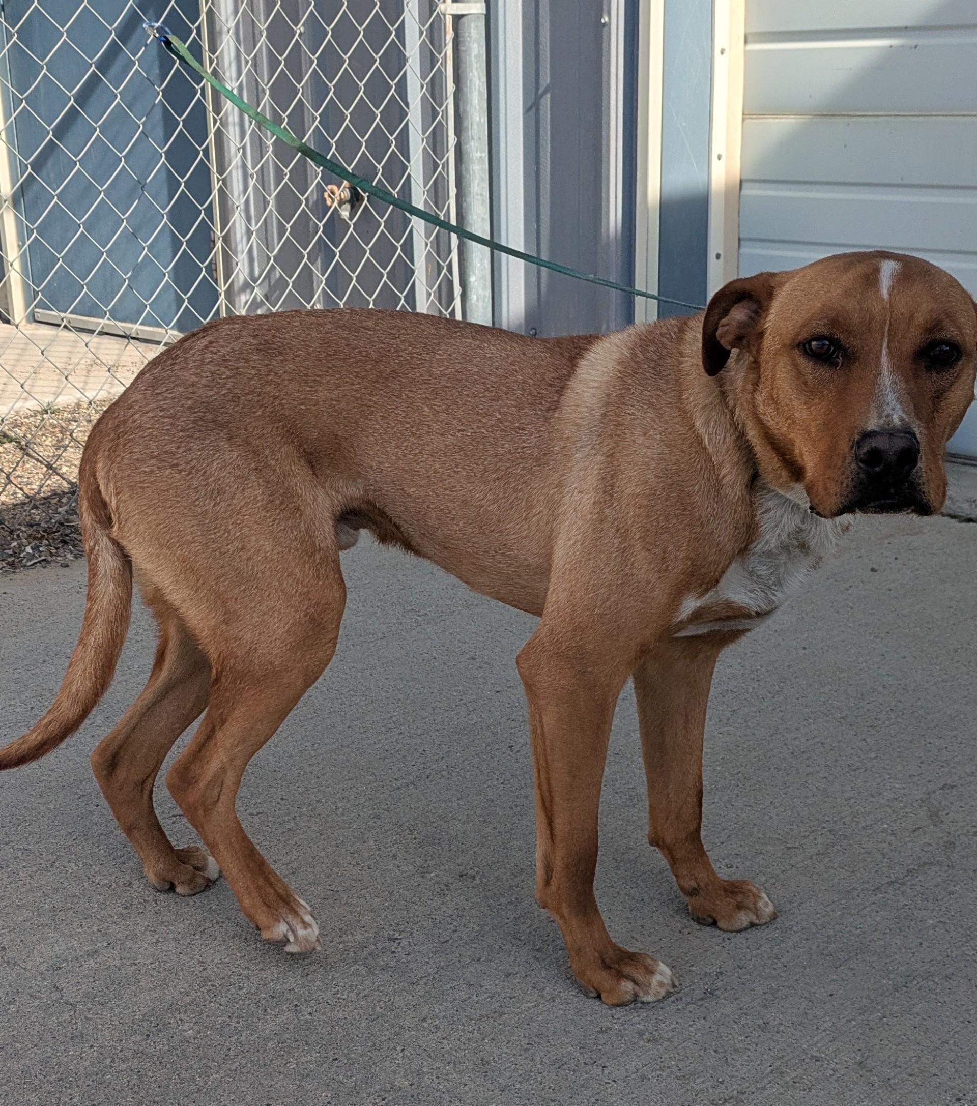 Ely/57306664, adopted, Adult Male Pit Bull Terrier.