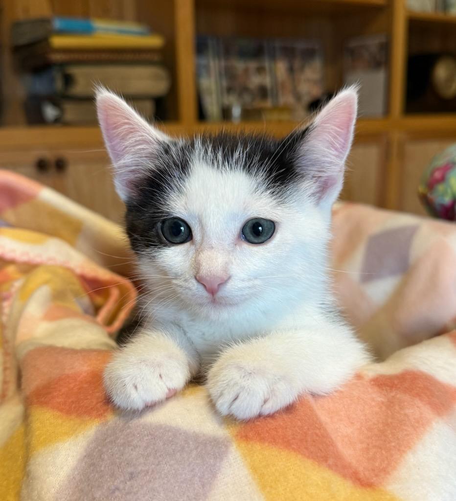 Enlarge Macaroon, a ADOPTABLE Domestic Short Hair in Buena Vista, VA image 2/3