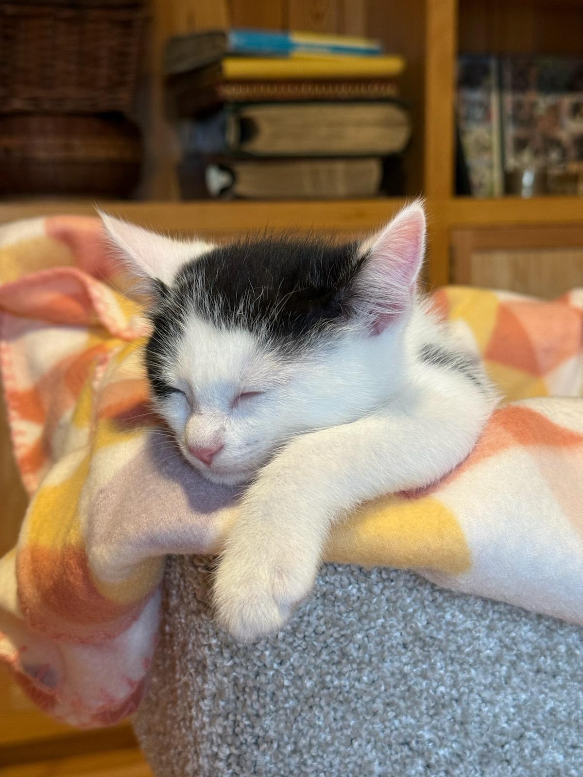 Macaroon, ADOPTABLE, Kitten Male Domestic Short Hair.