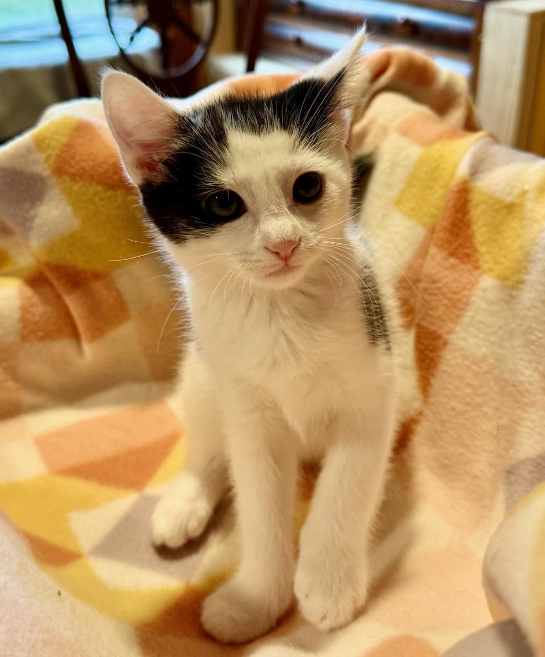 Enlarge Macaroon, a ADOPTABLE Domestic Short Hair in Buena Vista, VA image 3/3
