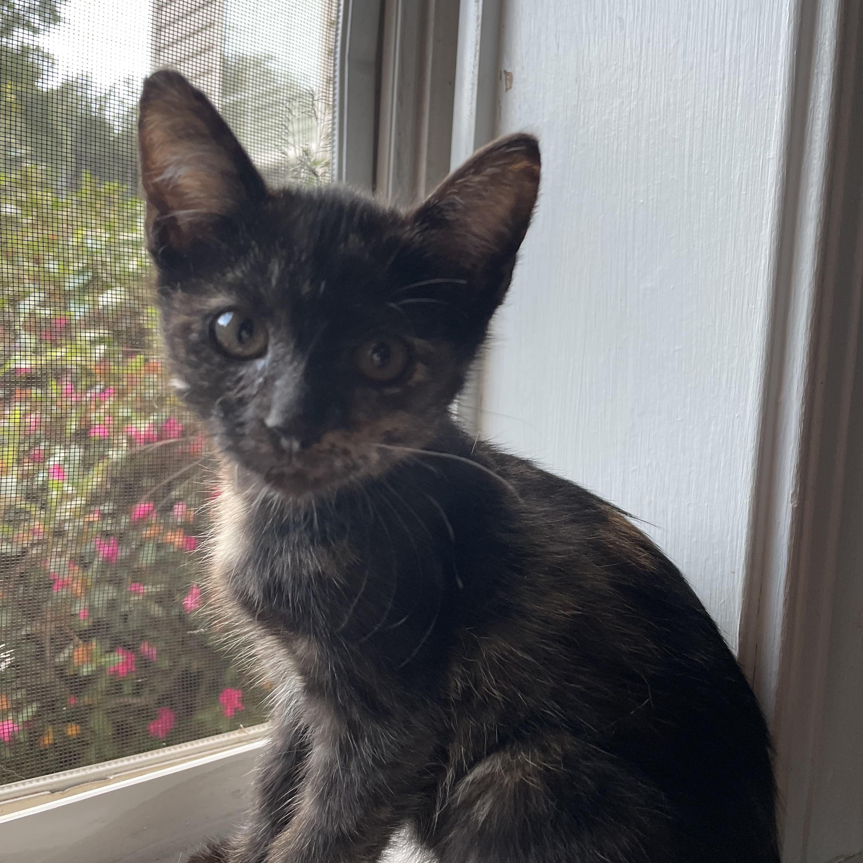 Roz, a Adoptable Domestic Short Hair in Bethel, CT image 3/3