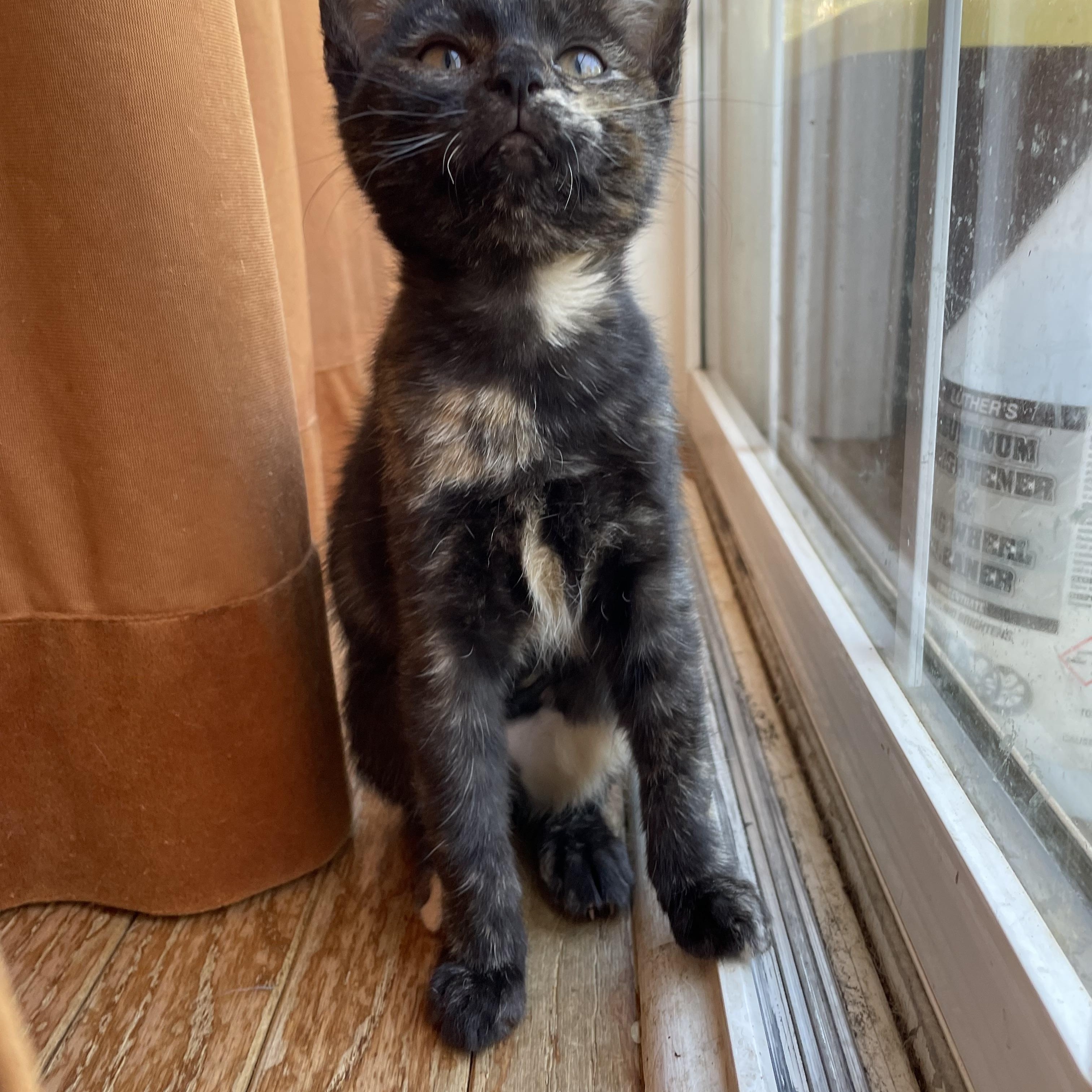 Roz, a Adoptable Domestic Short Hair in Bethel, CT image 1/3