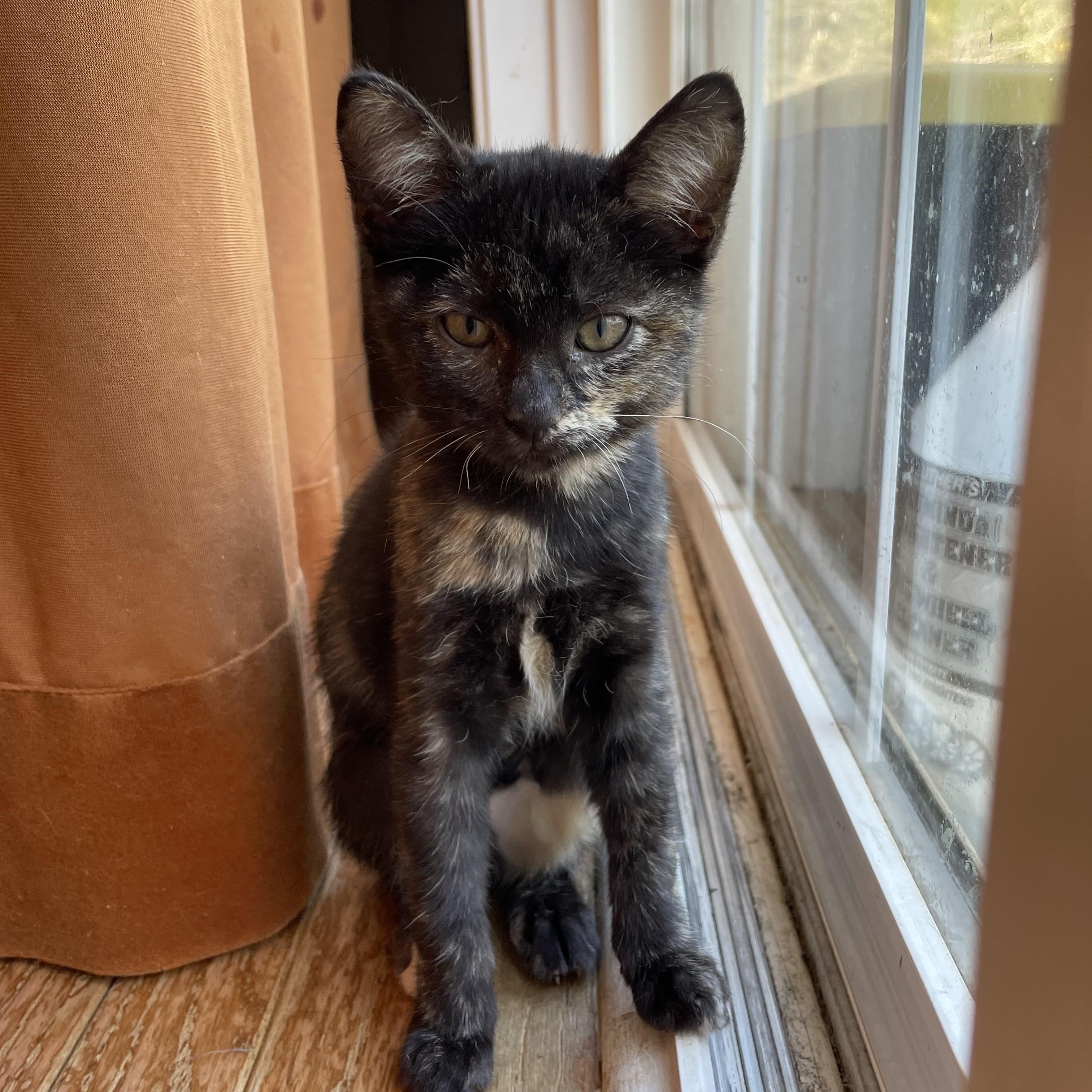 Roz, a Adoptable Domestic Short Hair in Bethel, CT image 2/3