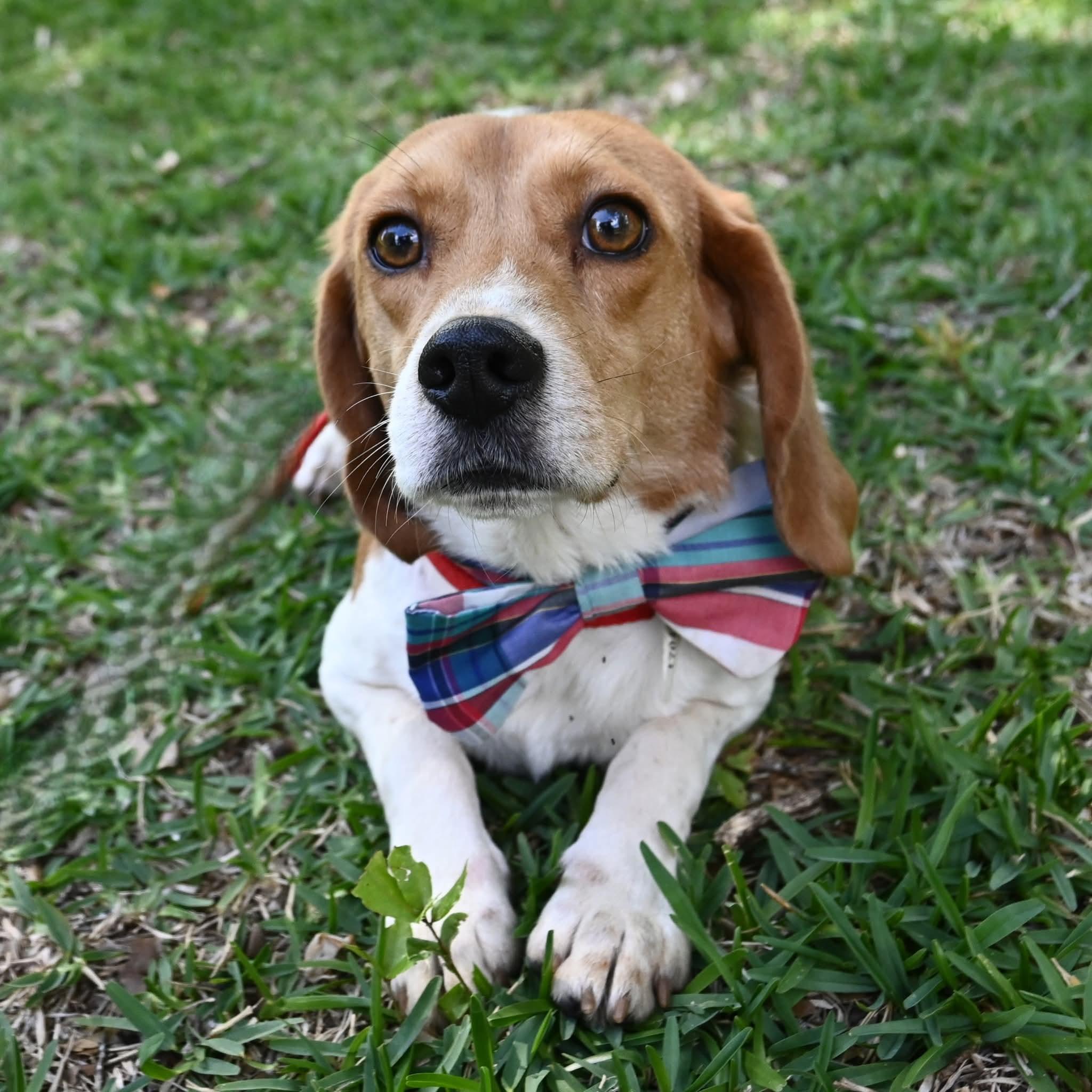 Bugle Boy, Adoptable, Young Male Beagle.