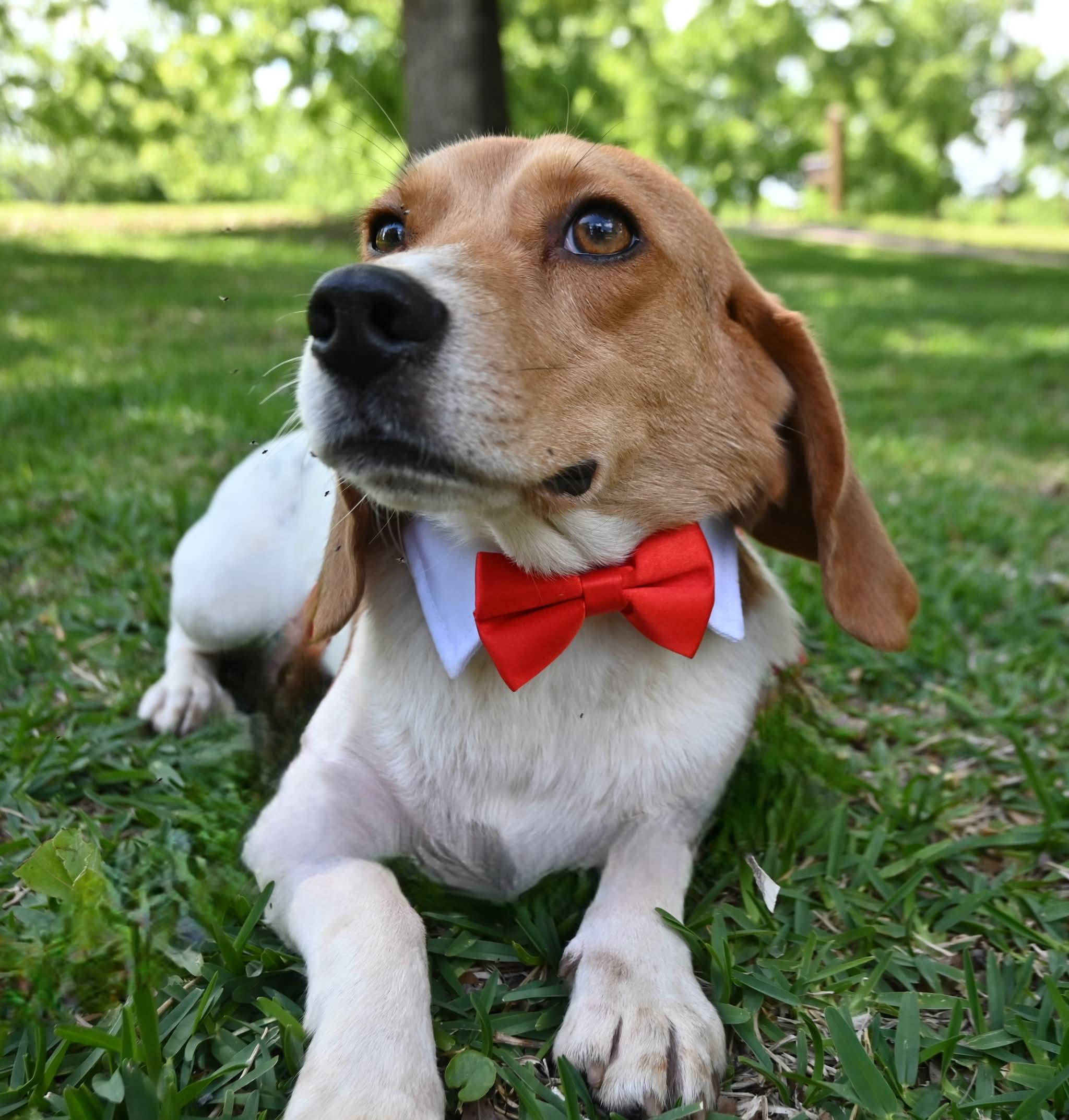 Bugle Boy, a Adoptable mixed breed in Farmington, CT image 3/6