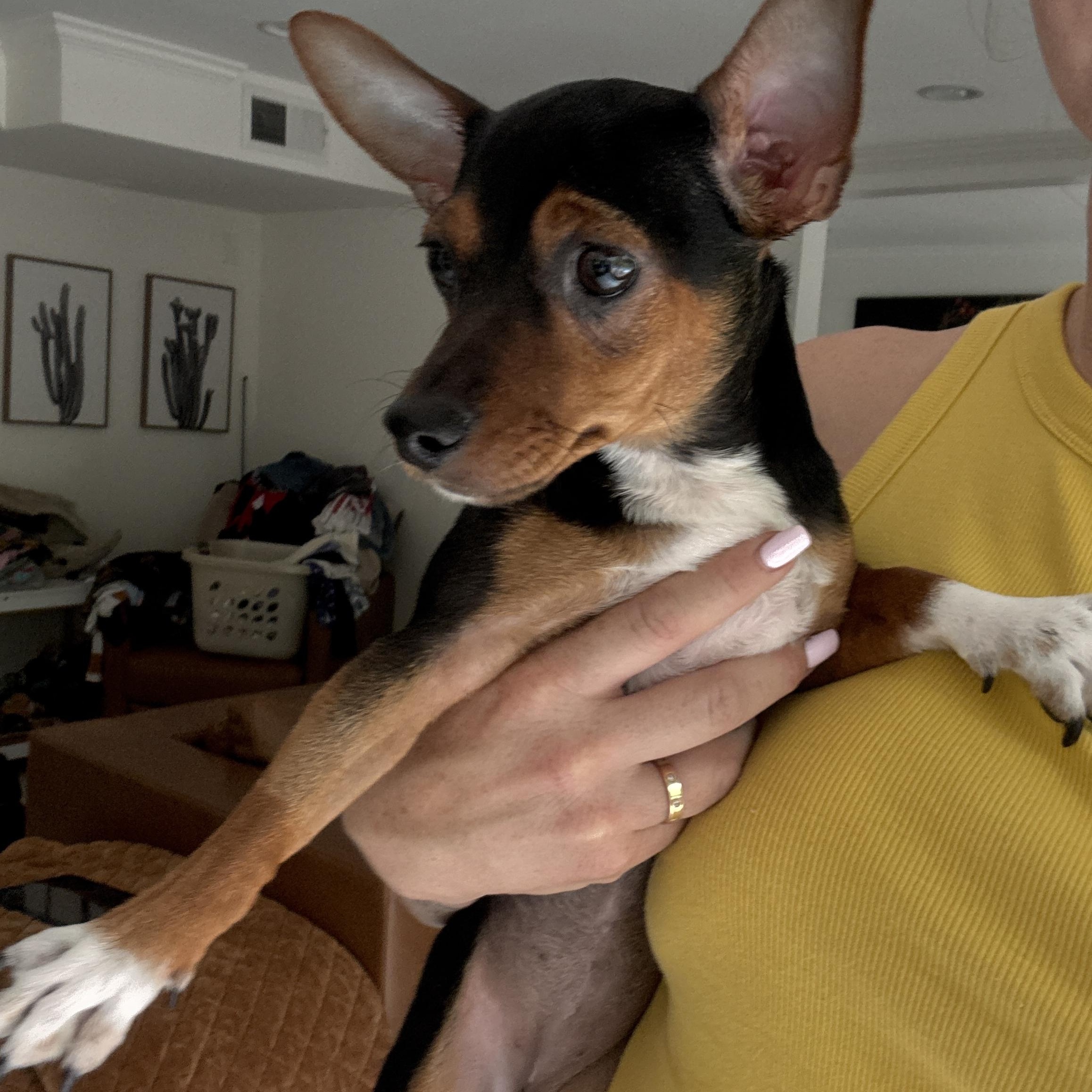Jelly Bean Chihuahua Dog