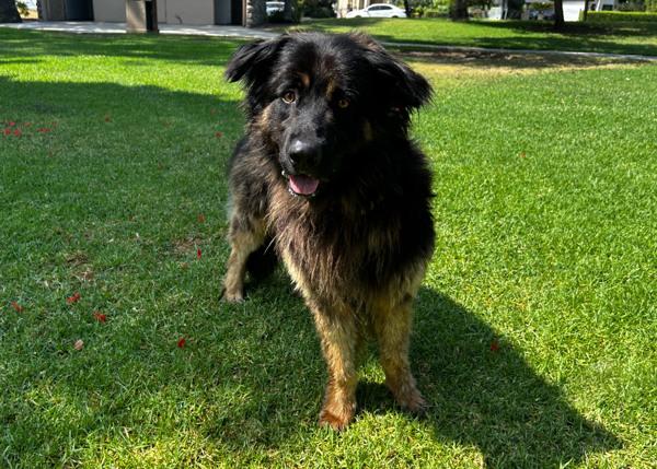 Enlarge Rizzley, a Adoptable mixed breed in San Gabriel, CA image 1/6