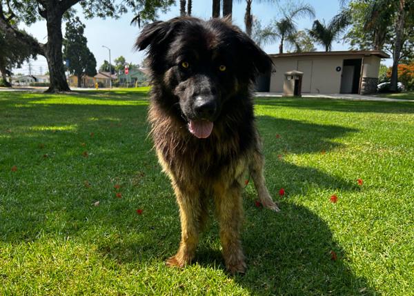 Enlarge Rizzley, a Adoptable mixed breed in San Gabriel, CA image 2/6