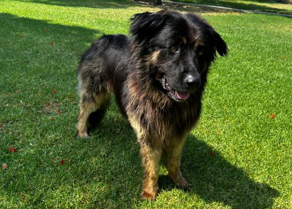 Enlarge Rizzley, a Adoptable mixed breed in San Gabriel, CA image 3/6