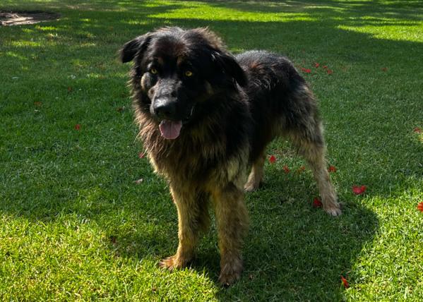 Enlarge Rizzley, a Adoptable mixed breed in San Gabriel, CA image 4/6