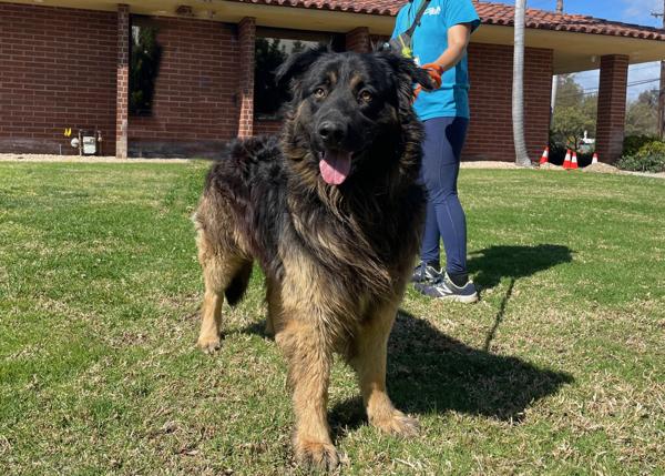 Enlarge Rizzley, a Adoptable mixed breed in San Gabriel, CA image 5/6
