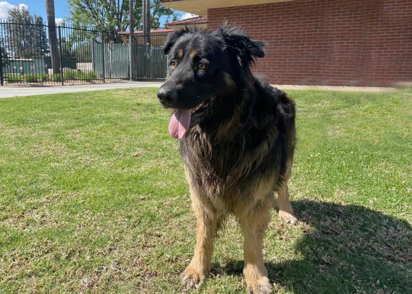 Enlarge Rizzley, a Adoptable mixed breed in San Gabriel, CA image 6/6