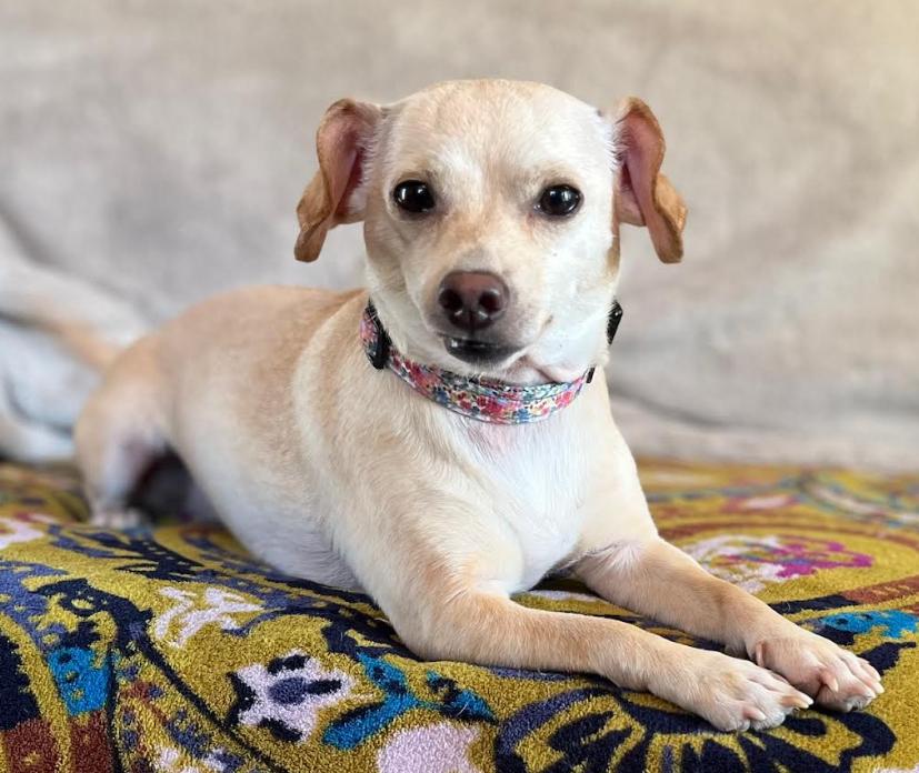 Enlarge Cleo Adopted, a Adopted Chihuahua in Cranston, RI image 1/3