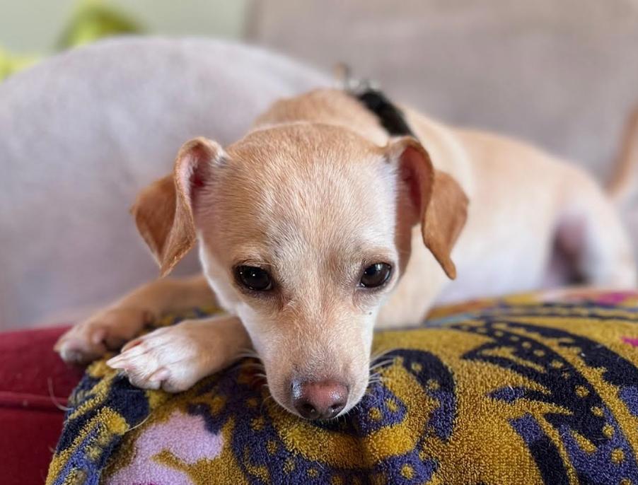 Enlarge Cleo Adopted, a Adopted Chihuahua in Cranston, RI image 2/3