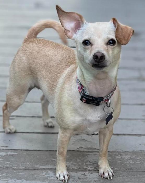 Enlarge Cleo Adopted, a Adopted Chihuahua in Cranston, RI image 3/3