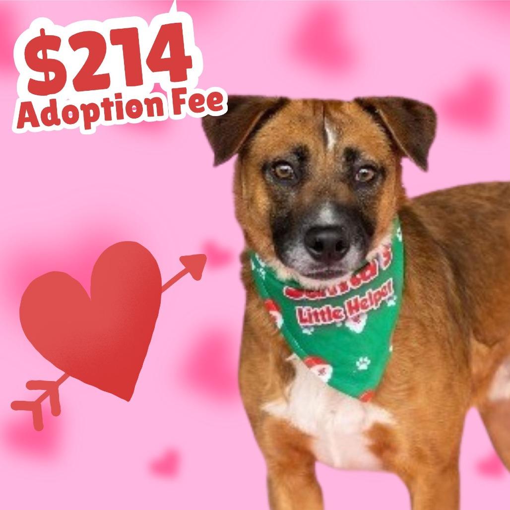 Horace, a Adoptable mixed breed in Dover, NH image 1/4