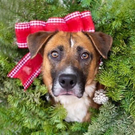 Horace, a Adoptable mixed breed in Dover, NH image 2/4