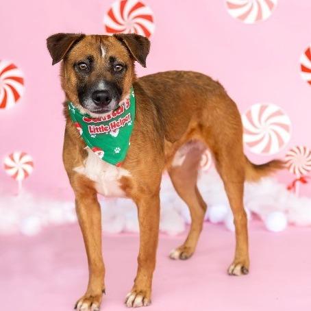 Horace, a Adoptable mixed breed in Dover, NH image 3/4