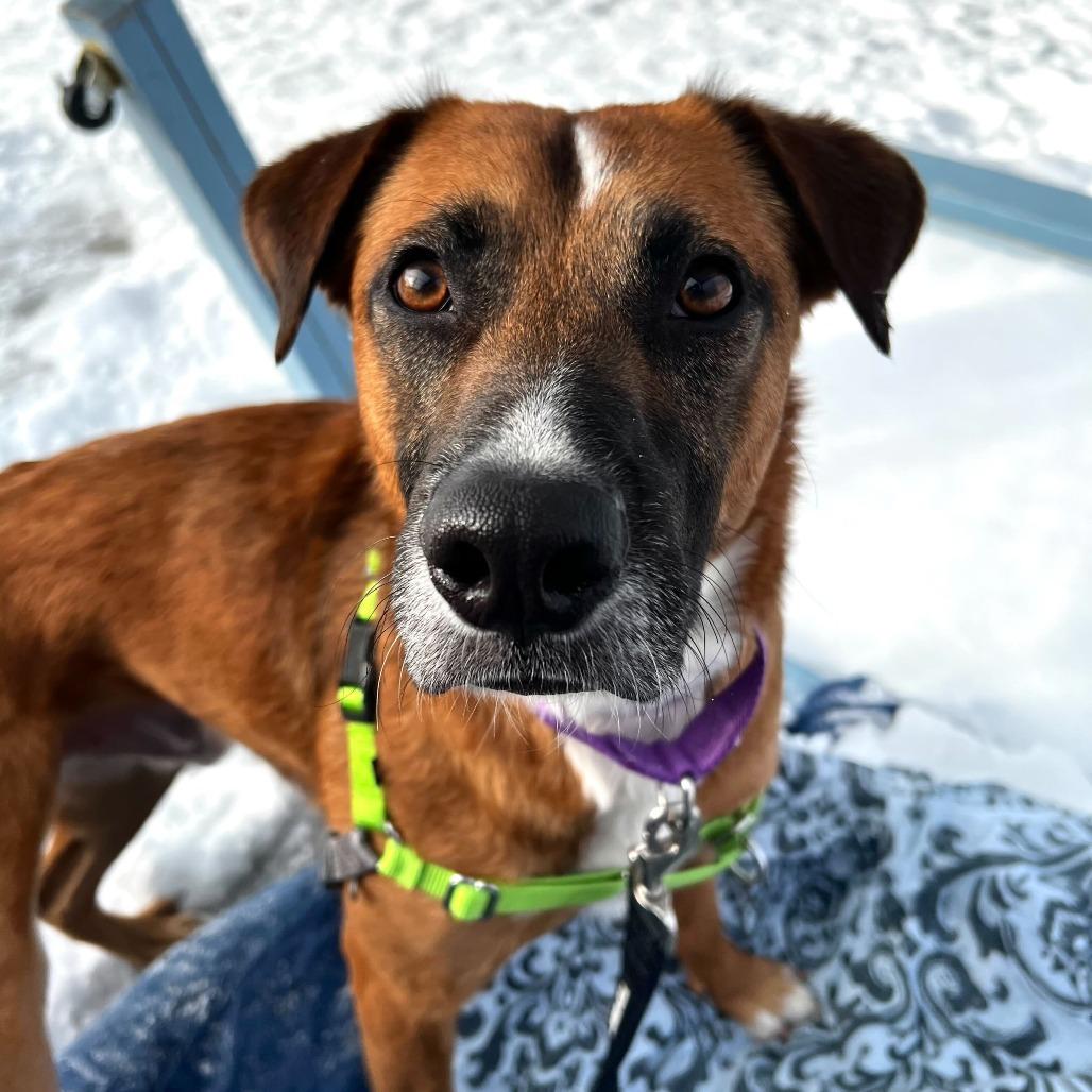 Enlarge Horace, a Adoptable mixed breed in Dover, NH image 3/6