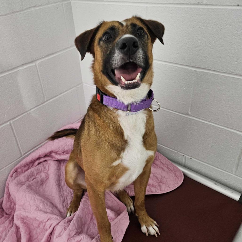 Enlarge Horace, a Adoptable mixed breed in Dover, NH image 4/6