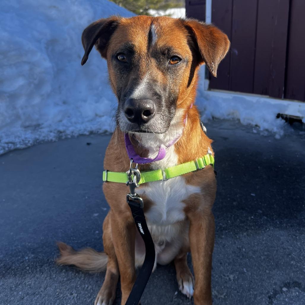 Enlarge Horace, a Adoptable mixed breed in Dover, NH image 5/6