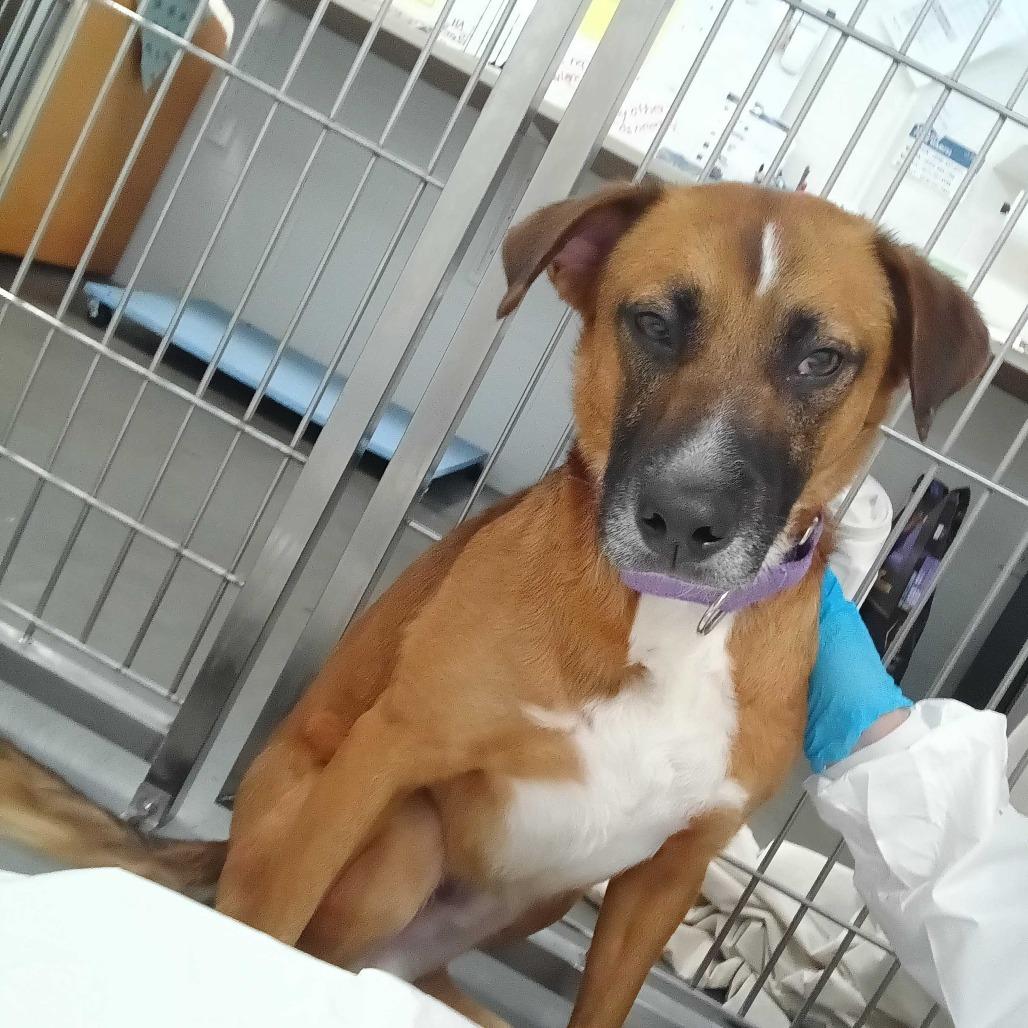 Horace, a Adoptable mixed breed in Dover, NH image 4/4