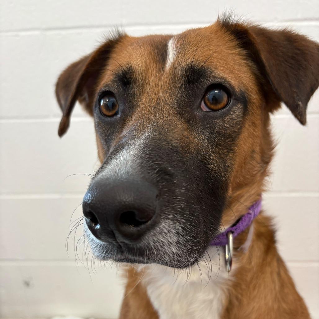 Enlarge Horace, a Adoptable mixed breed in Dover, NH image 6/6