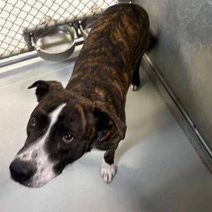 Hooch, a Adoptable Mixed Breed in Driggs, ID image 1/4