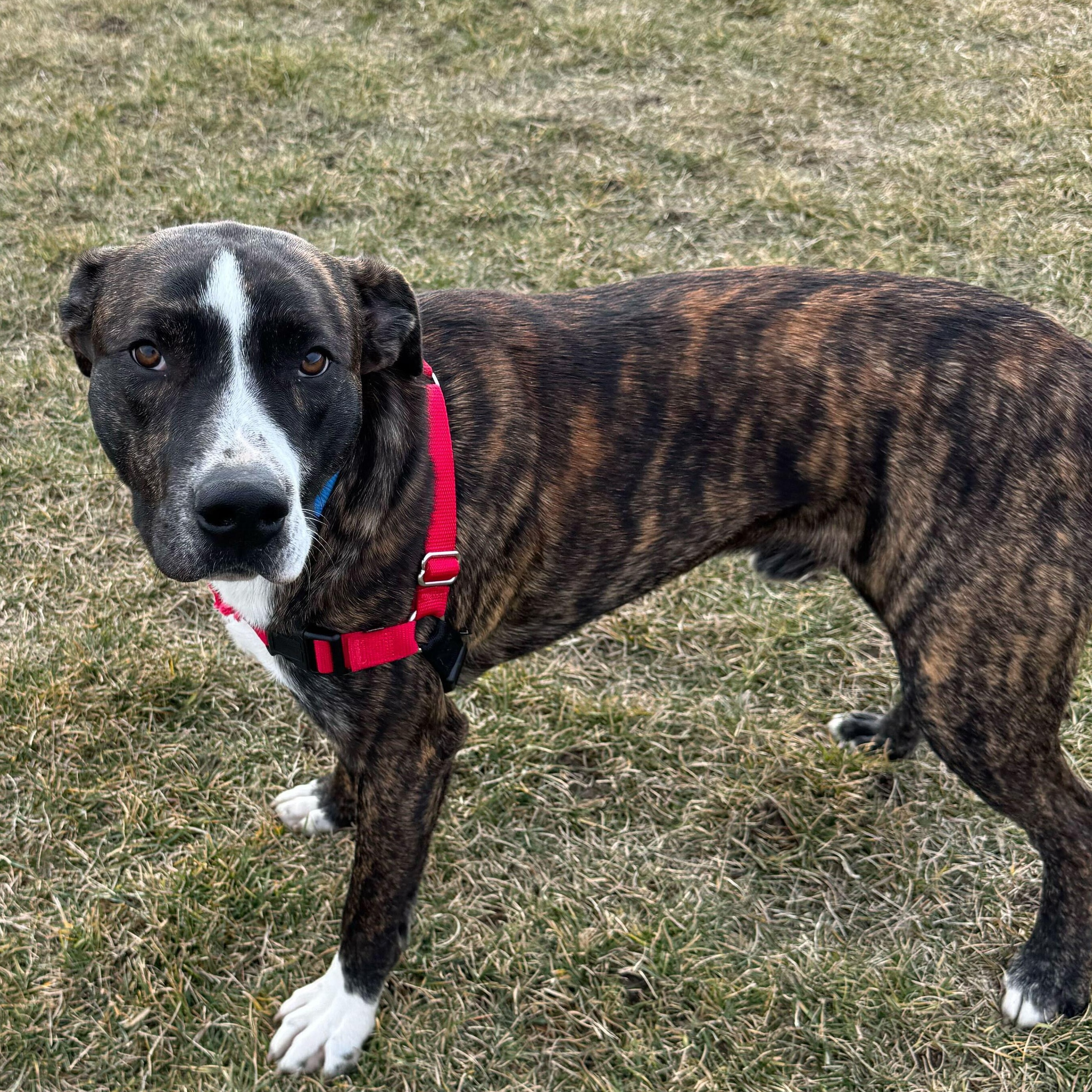 Hooch, a Adoptable Mixed Breed in Driggs, ID image 2/4