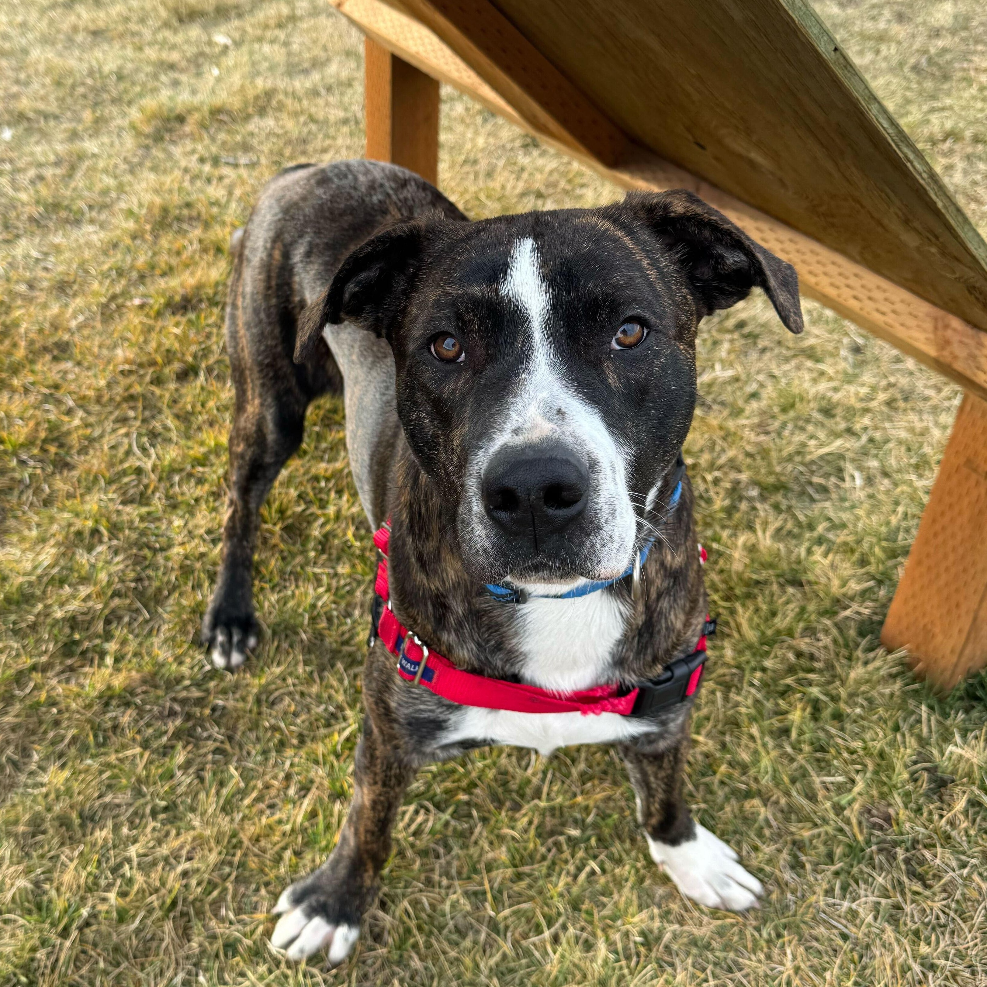 Hooch, a Adoptable Mixed Breed in Driggs, ID image 3/4