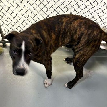 Hooch, a Adoptable Mixed Breed in Driggs, ID image 4/4