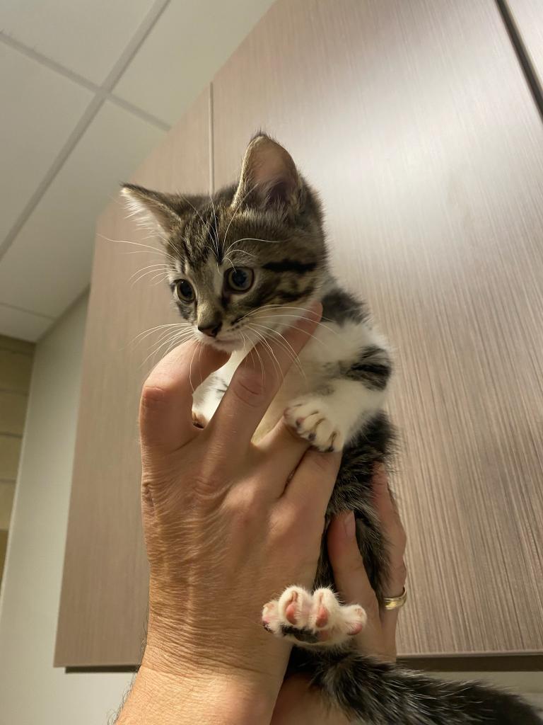 Clint Eastwood, Adoptable, Adult Male Domestic Short Hair.