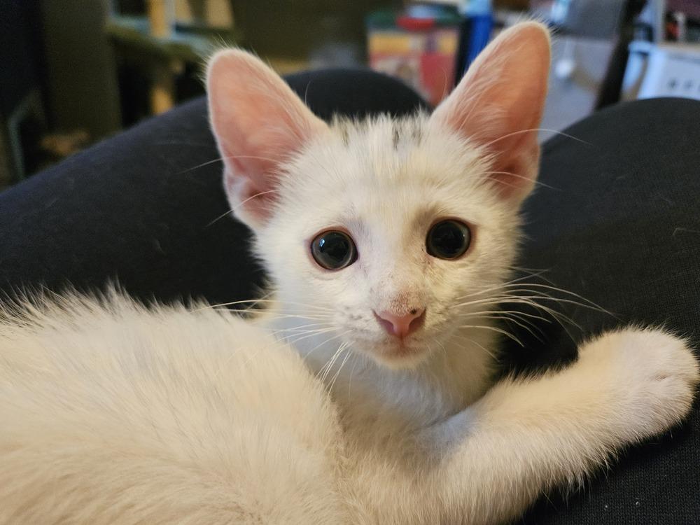 George Clooney, Adoptable, Kitten Male Domestic Short Hair.