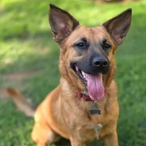 Enlarge Krissy, a Adoptable mixed breed in West Greenwich, RI image 1/5