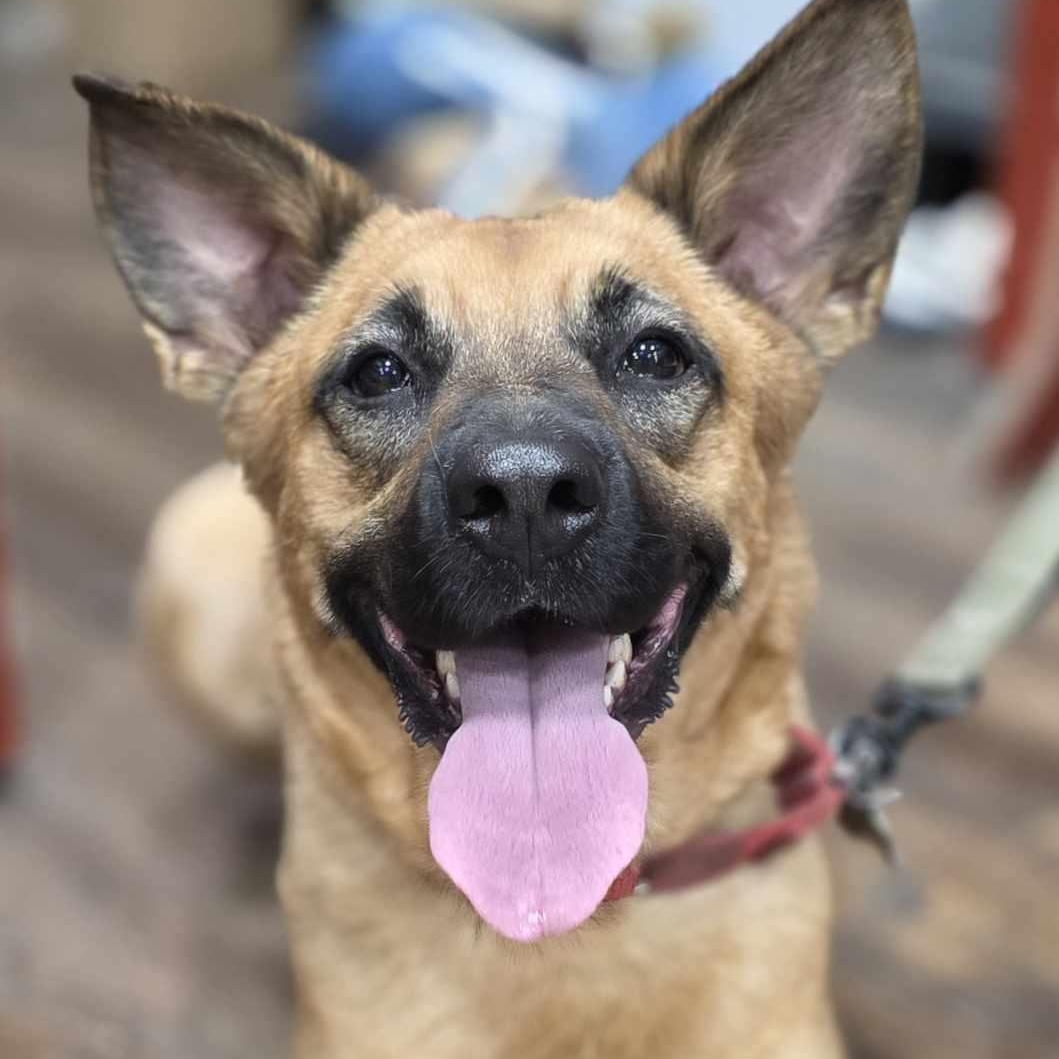 Enlarge Krissy, a Adoptable mixed breed in West Greenwich, RI image 4/5