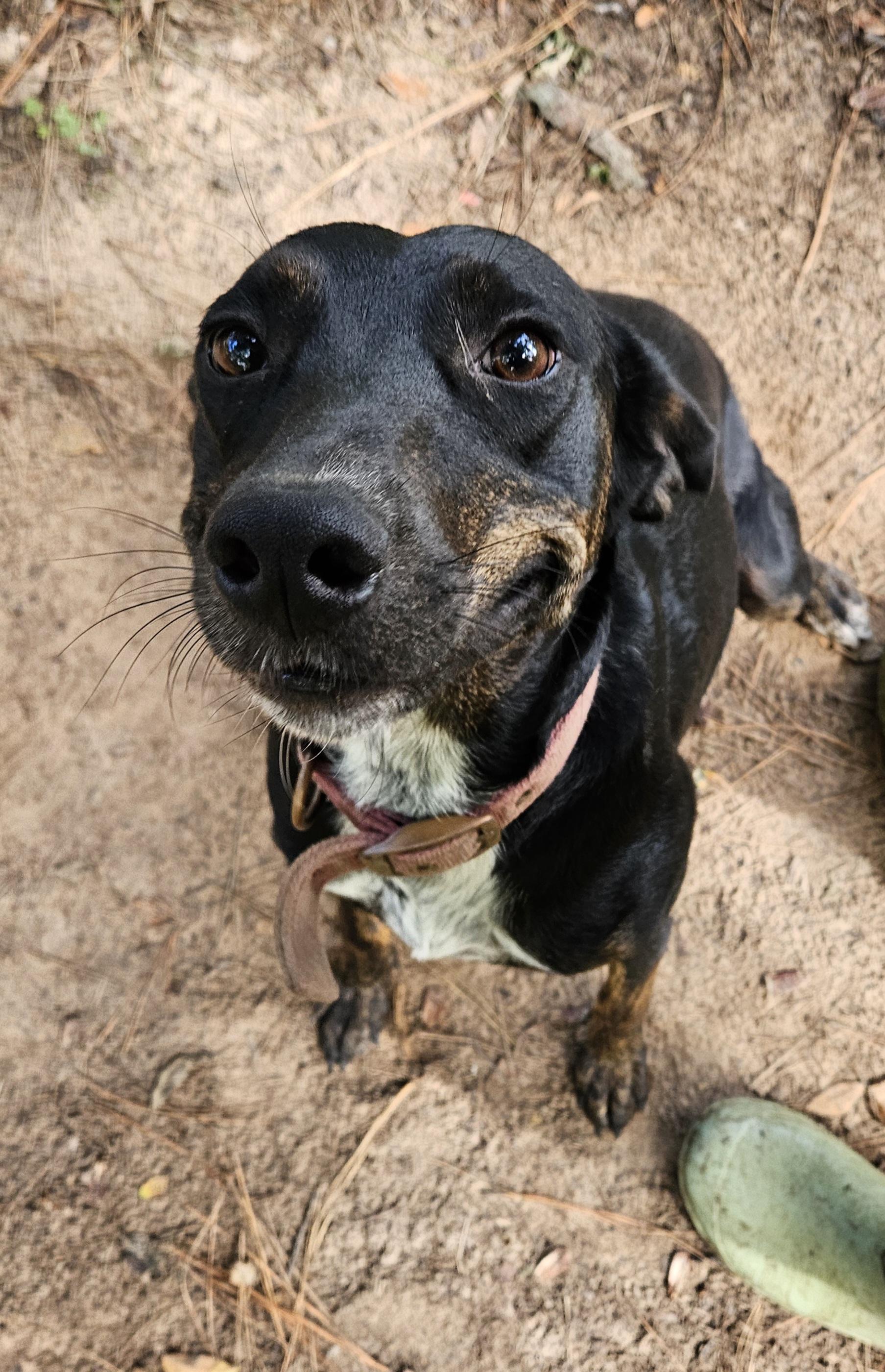 Mollie-CO, Adoptable, Adult Female Black Labrador Retriever & Catahoula Leopard Dog.