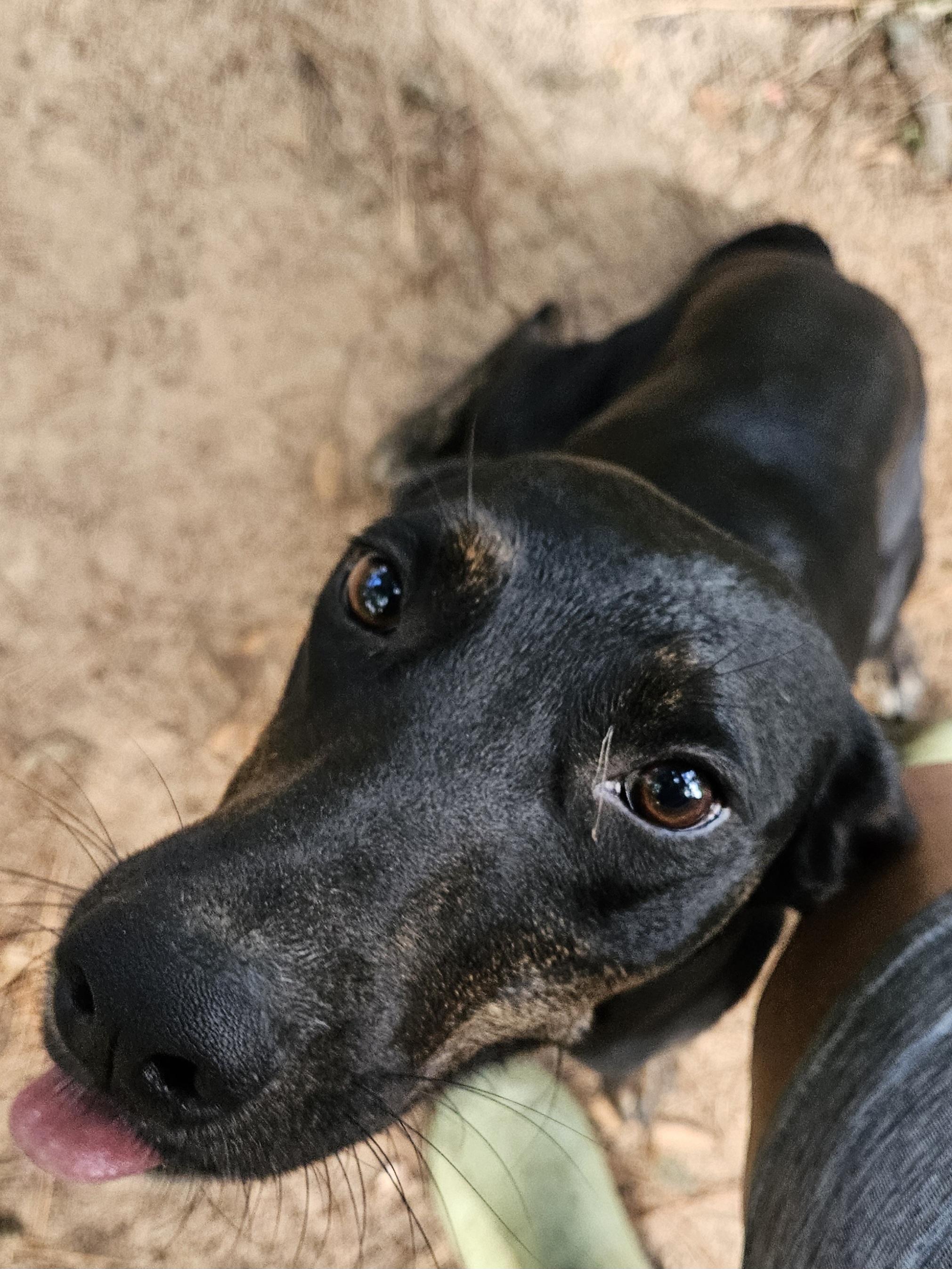Mollie-CO, a Adoptable mixed breed in Denver, CO image 2/4