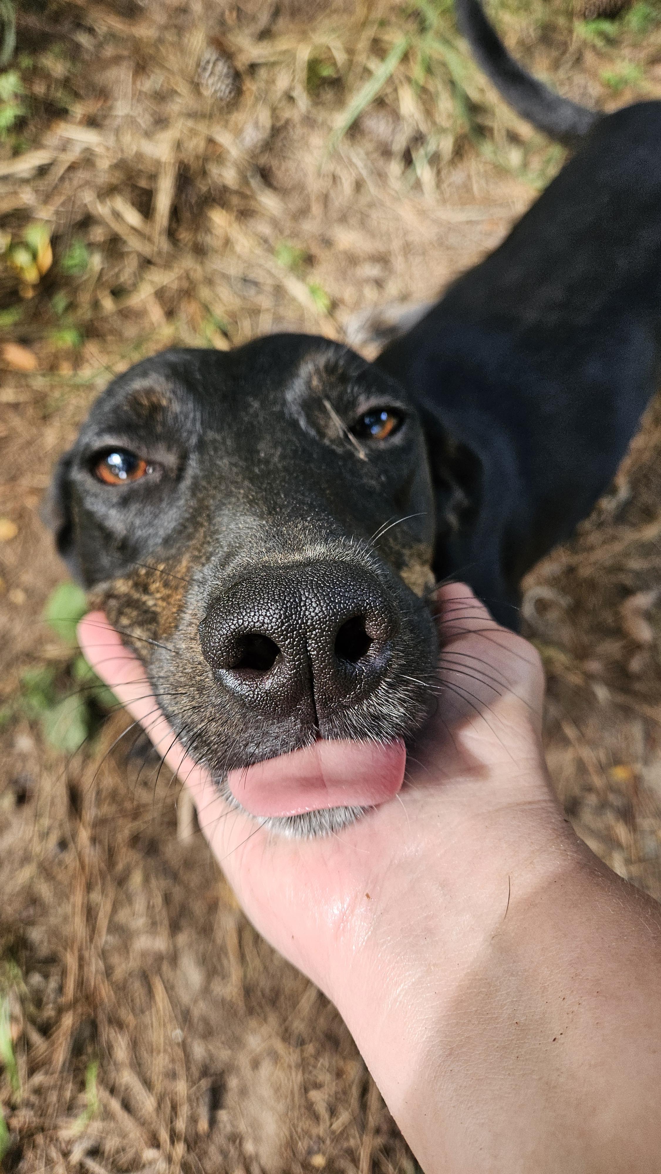 Mollie-CO, a Adoptable mixed breed in Denver, CO image 3/4